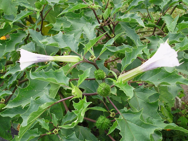 Jimsonweed