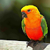 Facts About Sun Conures 