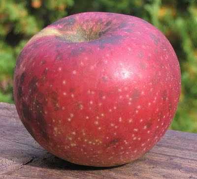 Crimson apple with large yellow dots and black smudges