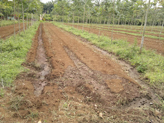 TANAMAN PELENGKAP DI PERKEBUNAN