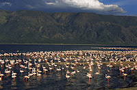 Lesser Flamingos