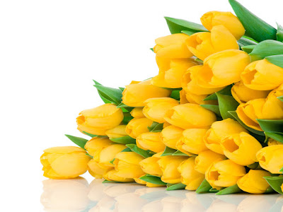 fotos de tulipanes amarillos