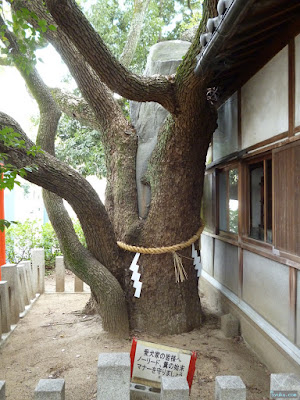 うつぼ楠永神社ご神木