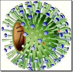 flu_virus