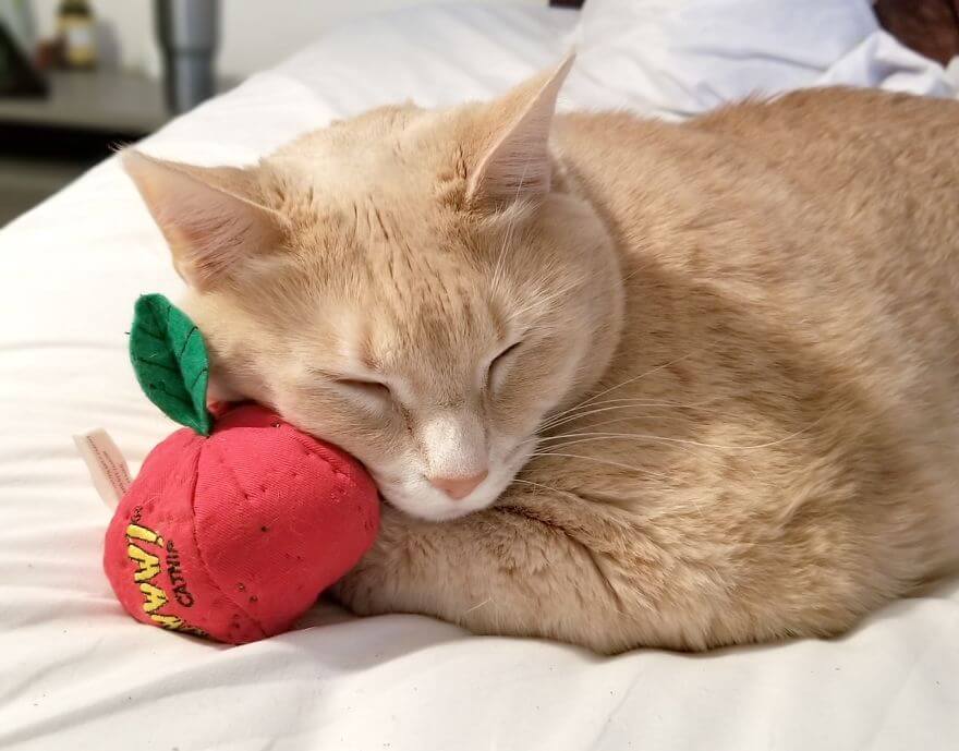 A Couple Adopted This Adorable 33-Pound Cat And Began His Weight Loss Journey