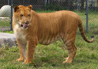 Liger