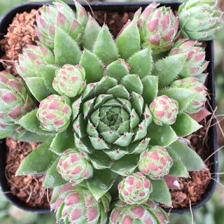 Echeveria Chroma care and grow up