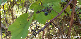 animals that eat grapes