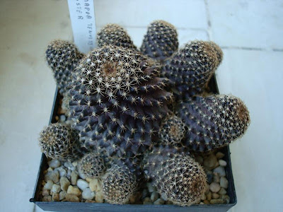 Copiapoa tenuissima