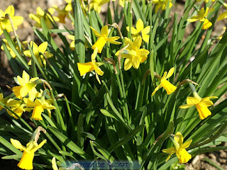 Narcisse 'Tête à Tête' - Narcissus 'Tête à Tête'