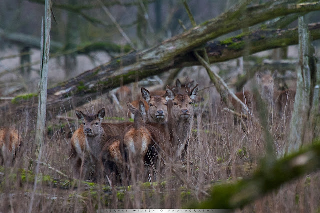 Edelhert - Red Deer - Cervus elaphus