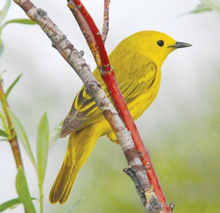 Yellow Warbler Bird hd photo