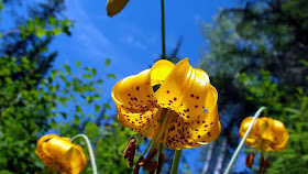 yellow-flowers-nice-photos