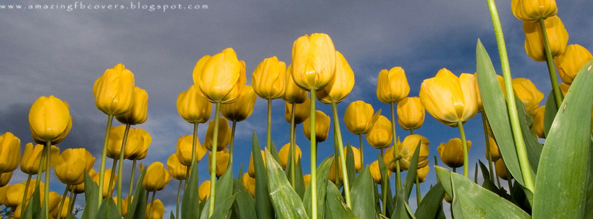 Amazing Fb Covers Facebook Covers Free Download Flowers