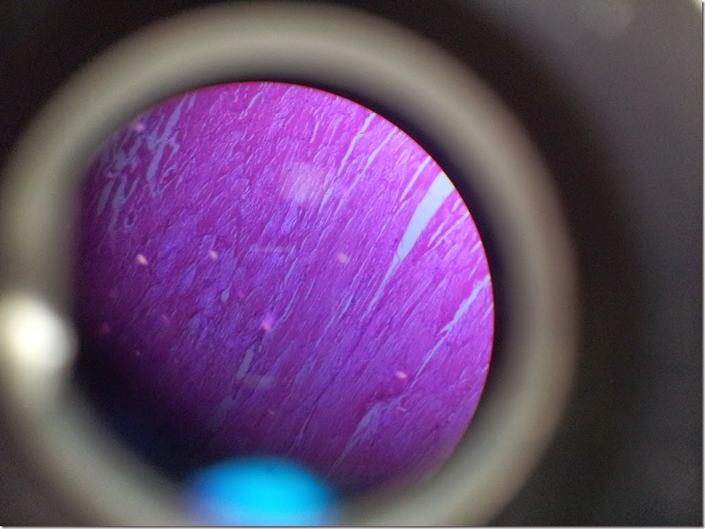 skeletal_muscle_Histology_slide