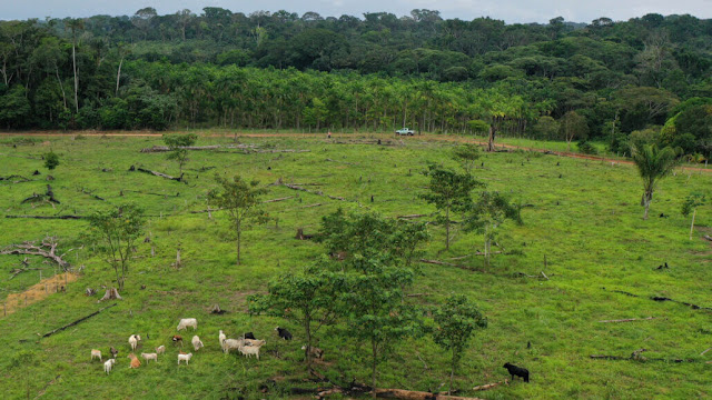 This section of Colombia's Amazon rainforest has been destroyed to make place for cows to graze. A recent study proposes that replacing some meat in our diet with microbial protein could help to minimize deforestation. GETTY IMAGES/RAUL ARBOLEDA/AFP