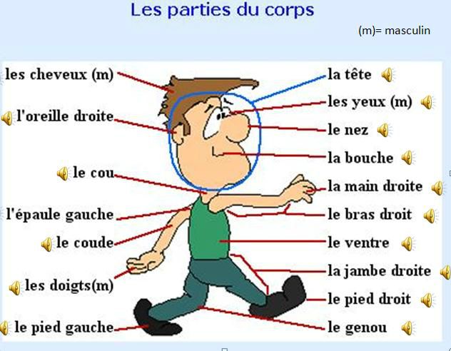 les parties du corps  اسماء عناصر جسم الانسان