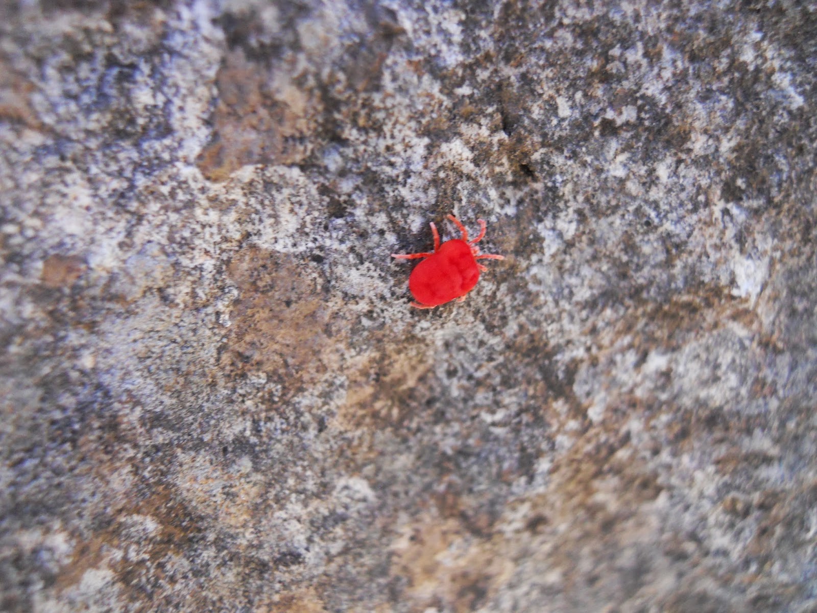 Tiny Red Bugs