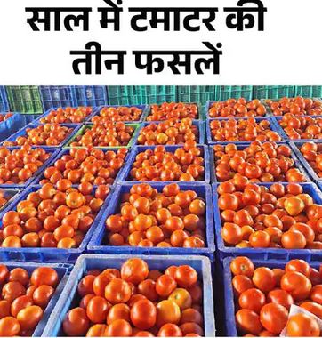 टमाटर सस्ता होने में लगेंगे दो और महीने:एशिया की सबसे बड़ी मंडी में भाव 140 रुपए किलो, रेट 2100% तक बढ़े