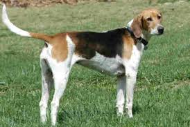 American Foxhound Breed Information