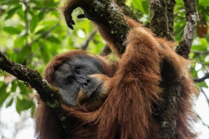 5 spesies hewan Indonesia yang butuh Anda kenal