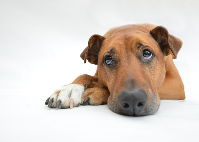 tipos de heces en perros