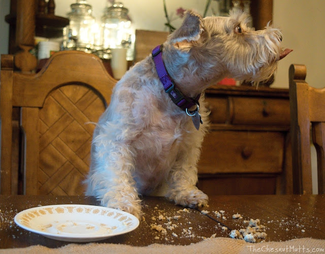 Dottie eating her YPCK Birthday Set Pup Kake Dog Birthday Cake