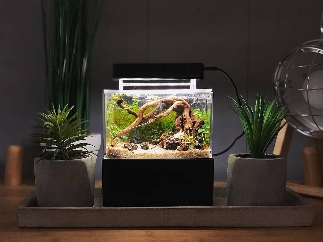 Contoh dan Referensi Desain Aquascape Mini Terbaik