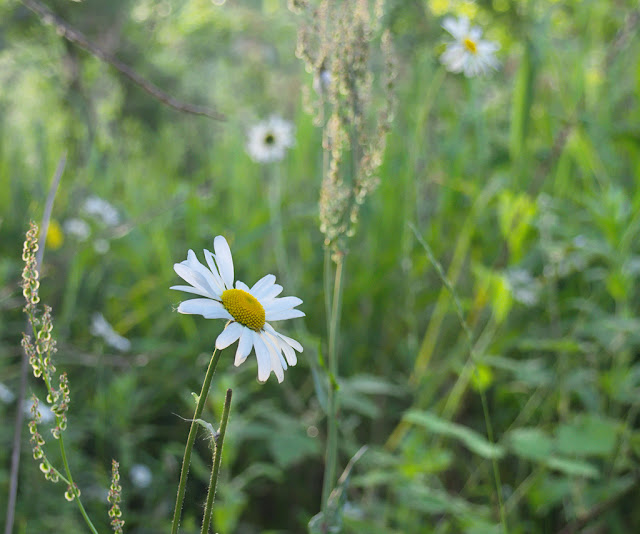 Single flower of dog daisy in focus in surrounding out of focus vegetation