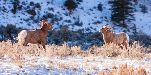 Yellowstone, Wyoming Wildlife, Outdoor Retailer, Overland Journal, camping, travel, Overland Expo, Sunset Magazine, AFAR