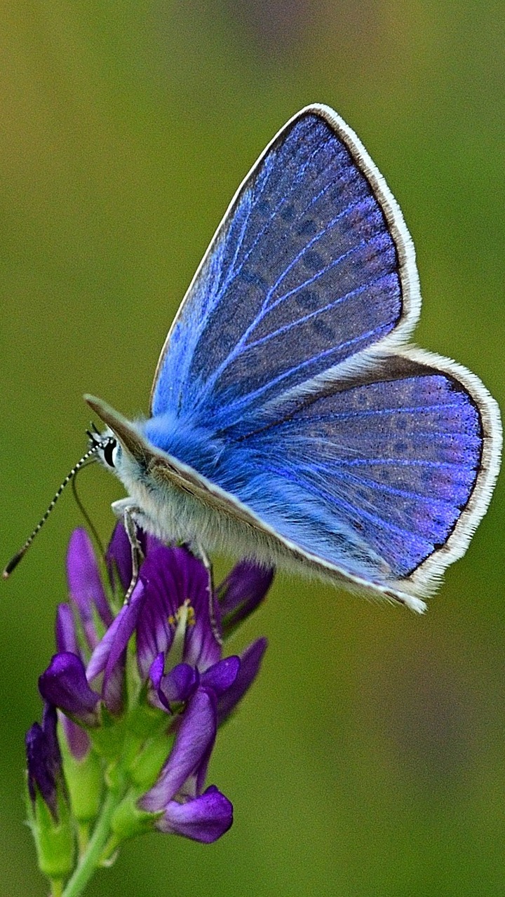 Photo of common blue butterfly.