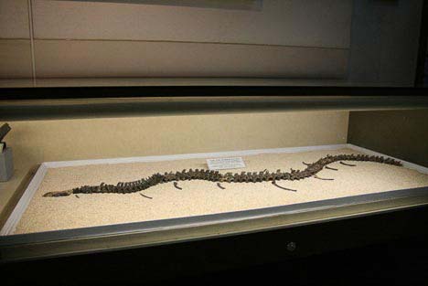 fosil ular Museum Geologi Bandung