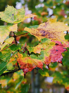 Red, Yellow And Green Maple Leaves