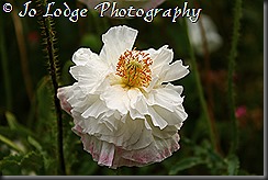 IMG_6349