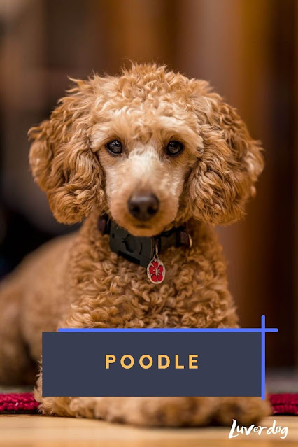 Poodle