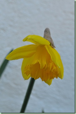 påsklilja