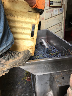 Crushing grapes, Brunello wine, grape harvest, Tuscany