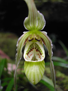 Phragmipedium pearcei Orchid, Anggrek Cantik, Tanaman Langka, Bunga Indah