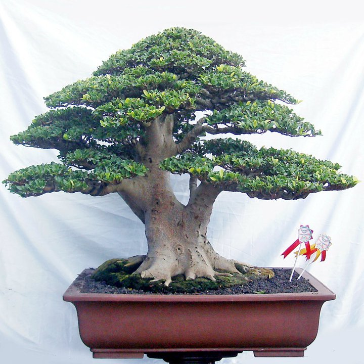 Bonsai Beringin Kompakta (ficus compacta)