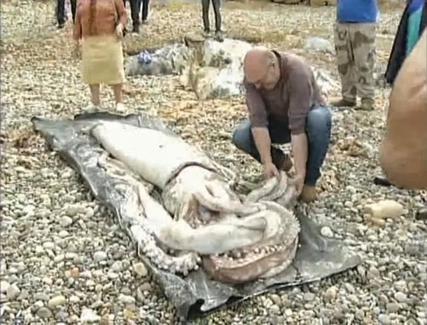 Lula gigante dá à costa em praia espanhola