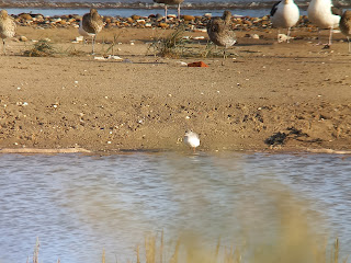 Spotted Redshank