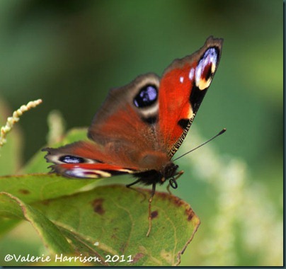 8-peacock