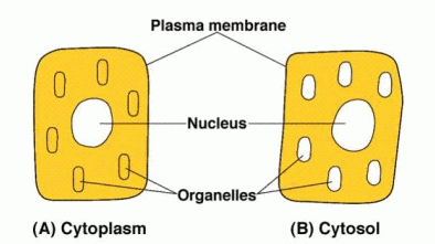 Perbedaan Sitosol dan Sitoplasma