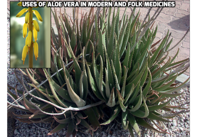 Uses of Aloe Vera in Healing - Aloe has such unique healing abilities, proven scientifically, like no other plant. There have been many studies on aloe. The key ingredient in aloe vera is mucopolysaccharides [MPS] (long-chain sugars) that have very strong antiseptic, anti-inflammatory, anti-viral, anti-tumor and immunomodulatory properties proven scientifically. Many articles on aloe's remarkable healing abilities were published in the most prestigious medicinal magazines.