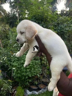 Labrador Puppies - pet shop kegalle