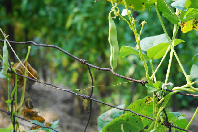 Green Beans in the Garden Image