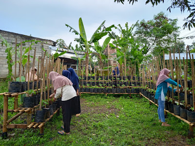 Penyiangan Gulma