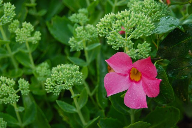 Sedum 'Autumn Joy' and Mandevilla 'Pretty Pink' in PA zone 5 for August.