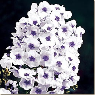 Phlox_BlueIce