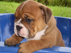 Cute dogs - part 8 (50 pics), adorable sad bulldog puppy